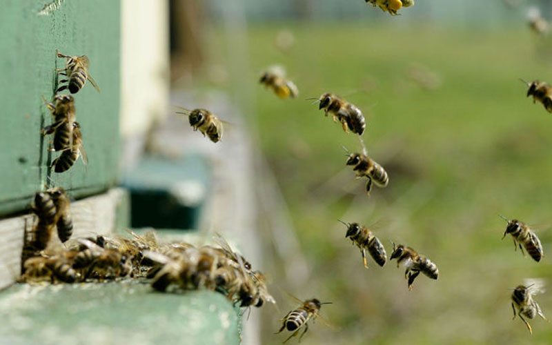 Пчелы летят в улей