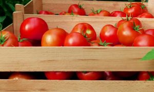 Томаты, помидоры в ящиках