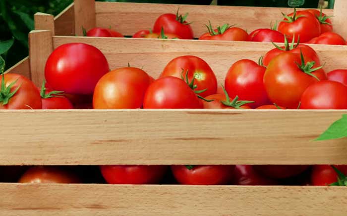 Томаты, помидоры в ящиках