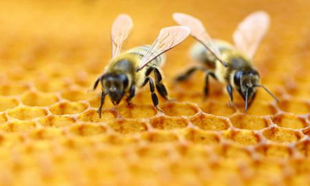 Пчелы, пчеловодство, пчелиный мед