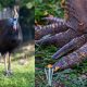 В США птица казуар напала на хозяина-фермера и убила его
