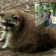 Посетители китайского зоопарка довели енотов до ожирения