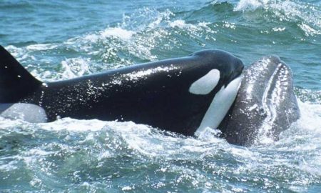 Смертельная кровопролитная схватка серых китов и косаток попала на видео