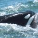 Смертельная кровопролитная схватка серых китов и косаток попала на видео