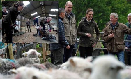 Кейт Миддлтон и принц Уильям посетили ферму и подстригли овец