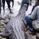 Жители деревни выследили и убили трехметрового крокодила-людоеда