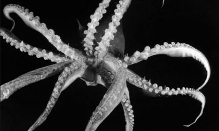 Ученым удалось снять на видео гигантского кальмара