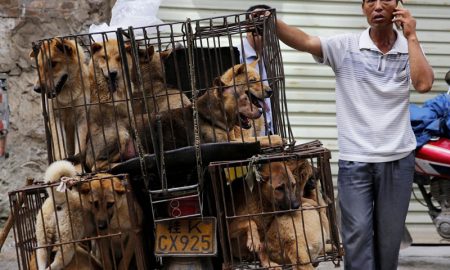 В Южной Корее закроют крупный рынок собачьего мяса