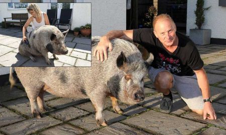 В британской семье перестали есть бекон когда у них поселилась свинья