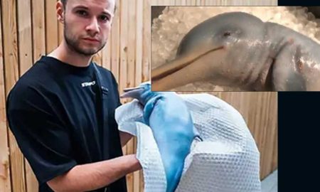 Блогер разыграл фанатов поеданием дельфина на камеру и вызвал у них гнев