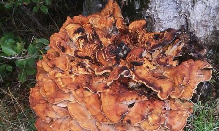 Найден самый большой в истории древесный гриб