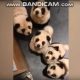 В китайском кафе покрашенных собак выдавали за панд
