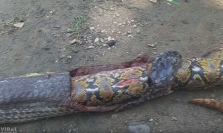 Огромная королевская кобра пыталась проглотить самую большую змею в мире