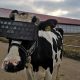 На красногорской ферме на коров надели очки виртуальной реальности