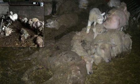 Хозяйка «адской фермы» со свиньями-каннибалами попала за решетку
