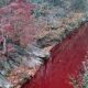 В Южной Корее река окрасилась в красный цвет от крови захороненных трупов свиней