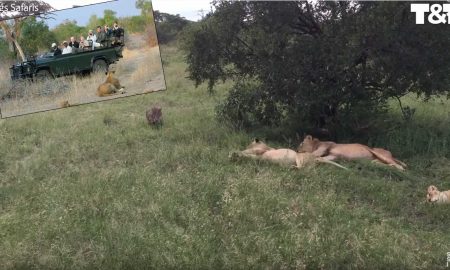 Беззаботный кабан решил "напугать" четырех львов и остался жив