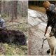 Александра Емельяненко раскритиковали за фото с убитым лосем