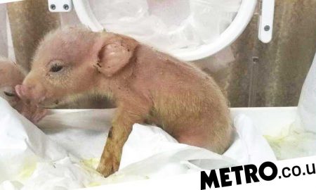 Родился первый в мире гибрид свиньи и обезьяны
