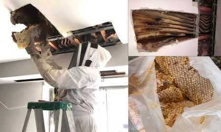Пчелы два года жили под потолком квартиры и оставили 45 кг меда
