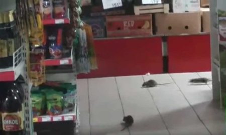 Крысы в продуктовом магазине
