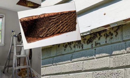 Медоносный сюрприз: мужчине "повезло" купить домом с сотнями тысяч пчел