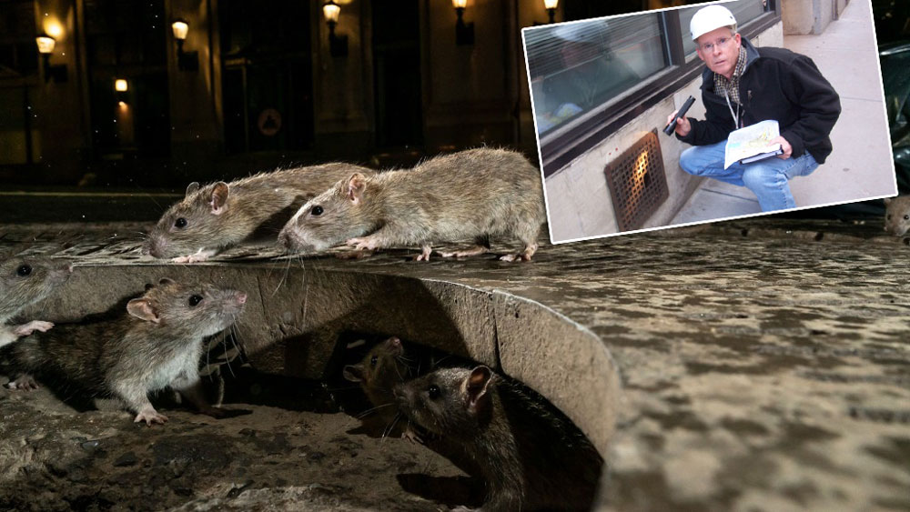 Обезумевшие от голода из-за последствий пандемии крысы принялись поедать друг друга