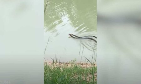 Видео: трехметровая кобра догнала и проглотила собрата