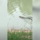 Видео: трехметровая кобра догнала и проглотила собрата