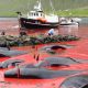 Гриндадрап: на Фарерах ритуально забили 250 китов