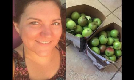 Британка решила бесплатно раздать яблоки из своего сада и получила штраф
