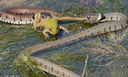 Две голодные змеи сразились за пойманную лягушку