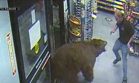 Медведи стали чаще «грабить» продуктовые магазины