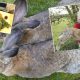 Сын самого длинного кролика в мире отъелся до 25 кг