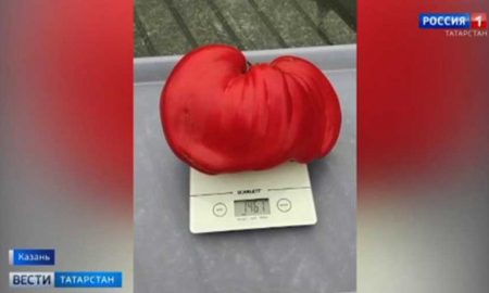 Россиянин вырастил и выставил на продажу гигантский помидор