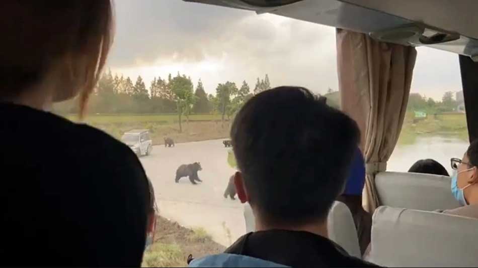 Медведи растерзали сотрудника зоопарка на глазах у посетителей