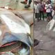 В Индии рыбакам попался гигантский морской дьявол весом 750 кг