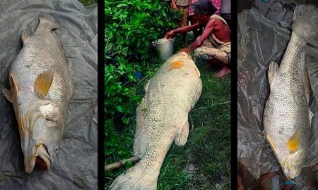 Пожилая женщина смогла выручить неплохие деньги за тухлую, но большую рыбу