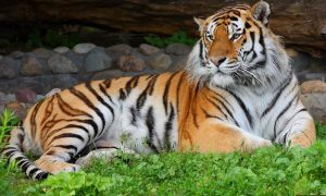 redbook.wikia.org Амурский тигр | Красная книга вики