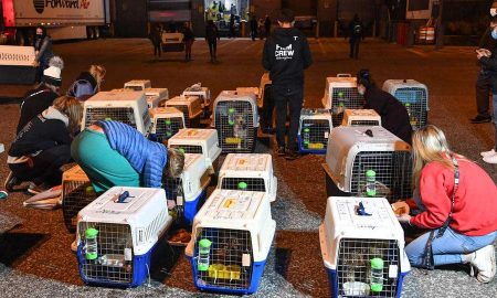45 собак спасли от съедения и переправили из Китая в США