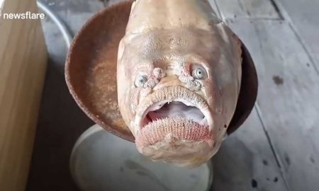 Рыба с «грустным лицом» напугала тайского рыбака