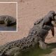 Крокодил-каннибал съел молодого собрата на глазах у туристов
