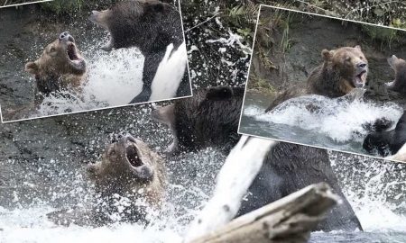 Два громадных медведя схлестнулись в битве за рыбу