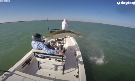 Видео: гигантская рыба выпрыгнула из воды едва не задев лица рыбака