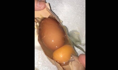 «Двойное» куриное яйцо назвали «матрешкой» и связали с Россией