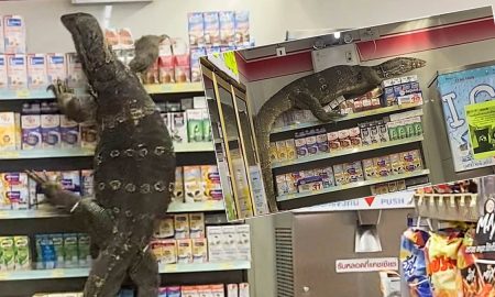 Крупный варан напугал посетителей магазина в Таиланде