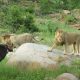 Охота прайда львов на буйвола попала на видео