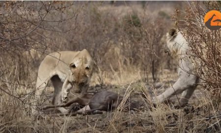 Антилопы гну убежали от леопарда к львам и стали их добычей