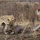 Антилопы гну убежали от леопарда к львам и стали их добычей