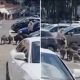 Свинский разбой: кабаны окружили женщину возле супермаркета и отобрали ее покупки